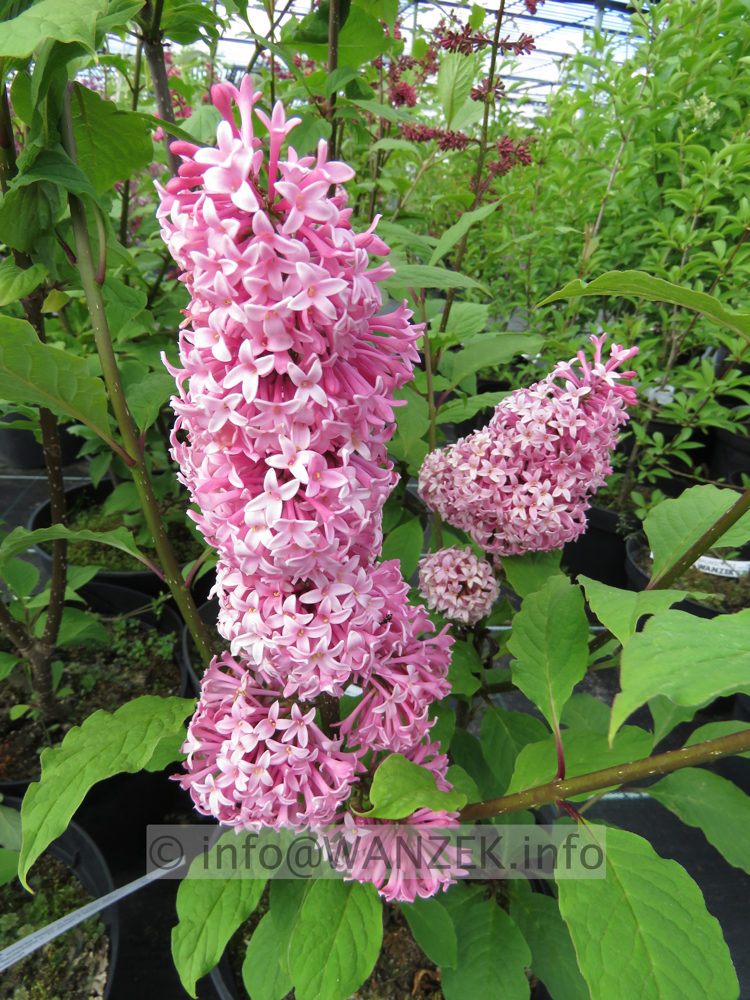 Syringa prestoniae Miss Canada 07.JPG